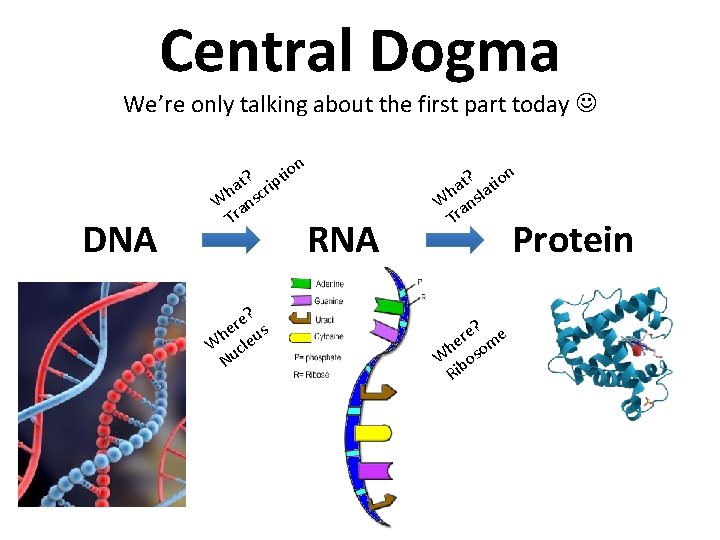 Central Dogma We’re only talking about the first part today n DNA ? iptio