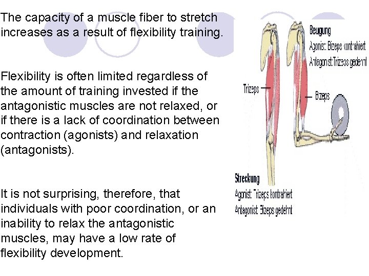 The capacity of a muscle fiber to stretch increases as a result of flexibility