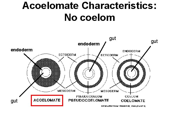 Acoelomate Characteristics: No coelom gut endoderm gut 