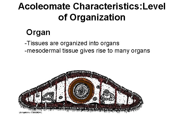 Acoleomate Characteristics: Level of Organization Organ -Tissues are organized into organs -mesodermal tissue gives