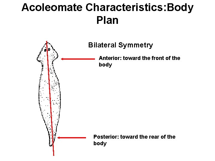 Acoleomate Characteristics: Body Plan Bilateral Symmetry Anterior: toward the front of the body Posterior: