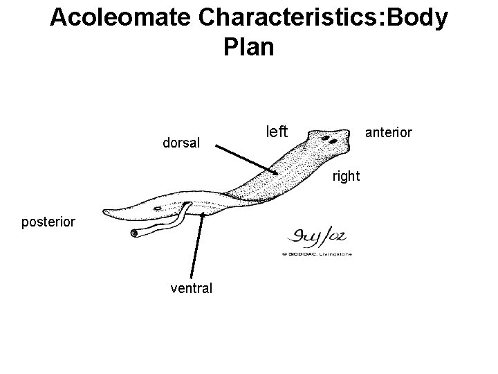 Acoleomate Characteristics: Body Plan dorsal left anterior right posterior ventral 