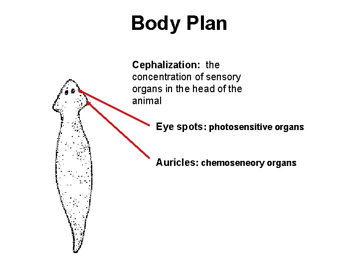 Body Plan Cephalization: the concentration of sensory organs in the head of the animal