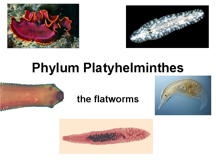 Phylum Platyhelminthes the flatworms 