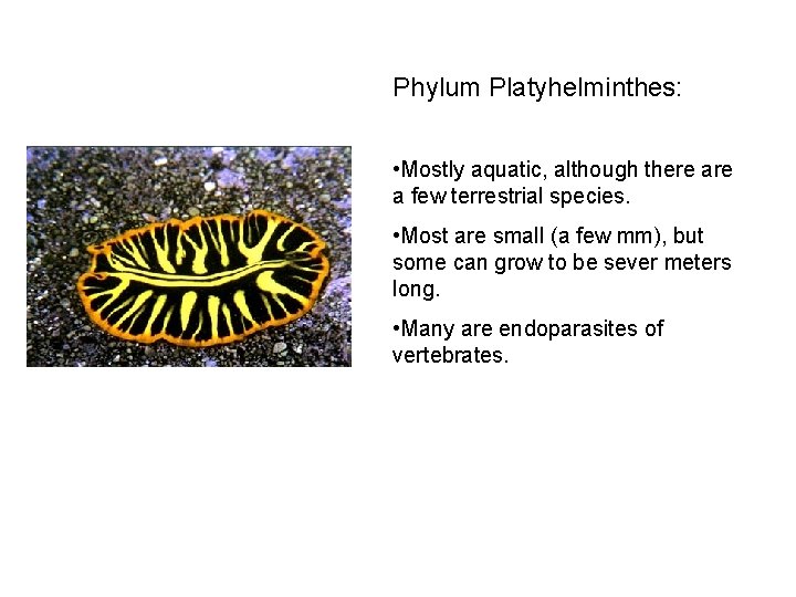 Phylum Platyhelminthes: • Mostly aquatic, although there a few terrestrial species. • Most are