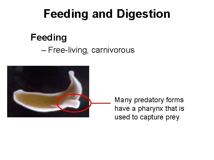 Feeding and Digestion Feeding – Free-living, carnivorous Many predatory forms have a pharynx that