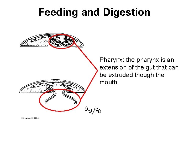 Feeding and Digestion Pharynx: the pharynx is an extension of the gut that can