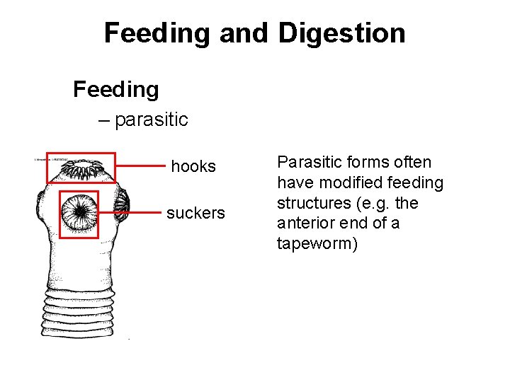 Feeding and Digestion Feeding – parasitic hooks suckers Parasitic forms often have modified feeding