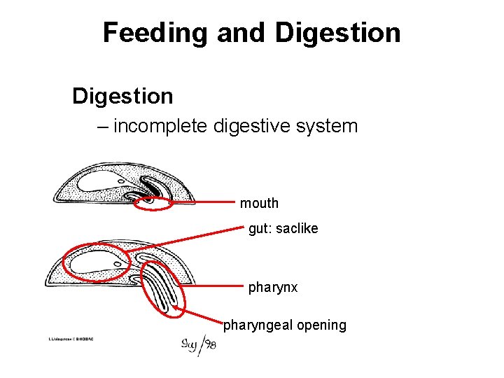 Feeding and Digestion – incomplete digestive system mouth gut: saclike pharynx pharyngeal opening 