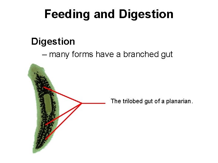 Feeding and Digestion – many forms have a branched gut The trilobed gut of