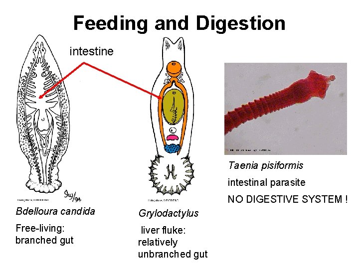 Feeding and Digestion intestine Taenia pisiformis intestinal parasite NO DIGESTIVE SYSTEM ! Bdelloura candida