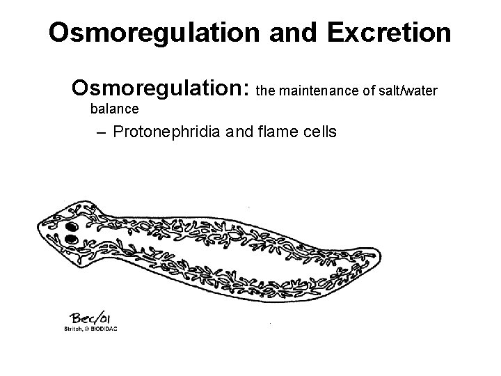 Osmoregulation and Excretion Osmoregulation: the maintenance of salt/water balance – Protonephridia and flame cells