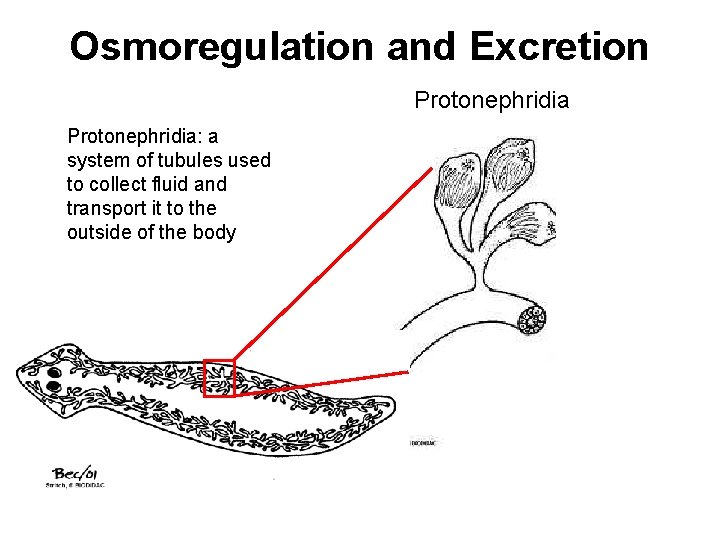 Osmoregulation and Excretion Protonephridia: a system of tubules used to collect fluid and transport