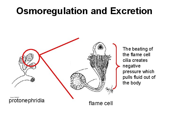 Osmoregulation and Excretion The beating of the flame cell cilia creates negative pressure which