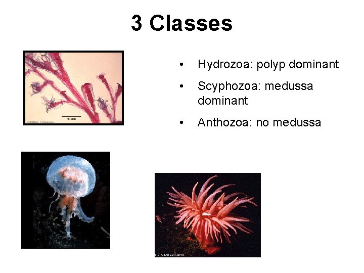3 Classes • Hydrozoa: polyp dominant • Scyphozoa: medussa dominant • Anthozoa: no medussa