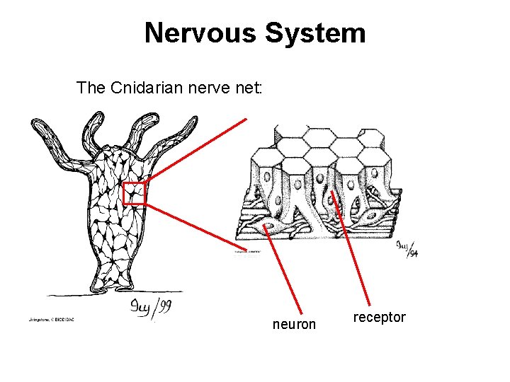 Nervous System The Cnidarian nerve net: neuron receptor 