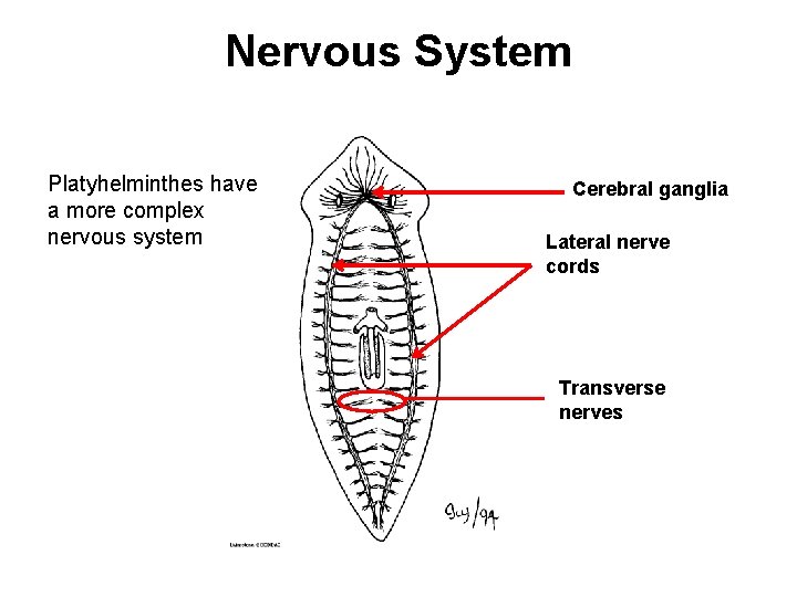 Nervous System Platyhelminthes have a more complex nervous system Cerebral ganglia Lateral nerve cords