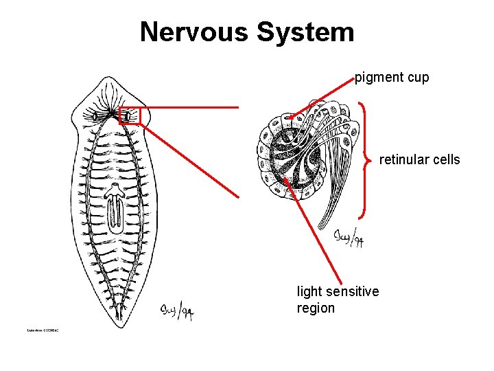 Nervous System pigment cup retinular cells light sensitive region 