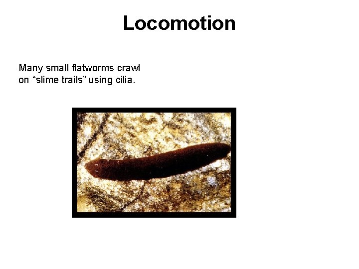 Locomotion Many small flatworms crawl on “slime trails” using cilia. 