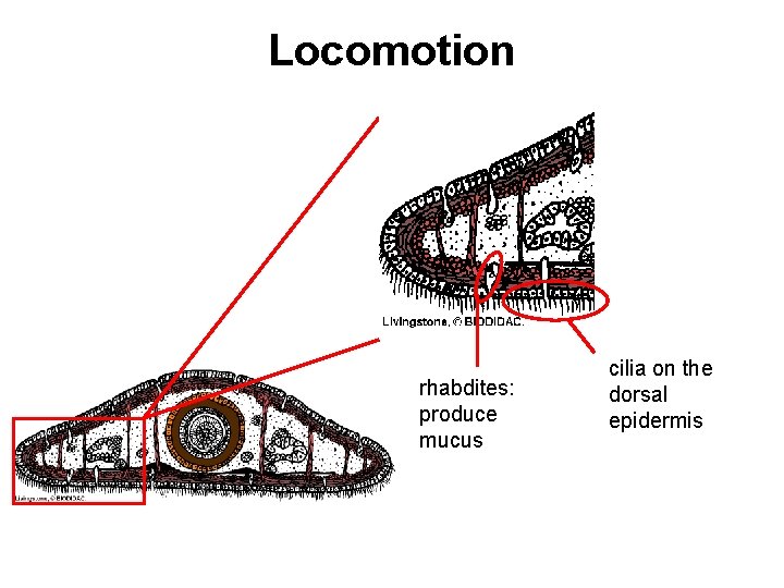 Locomotion rhabdites: produce mucus cilia on the dorsal epidermis 