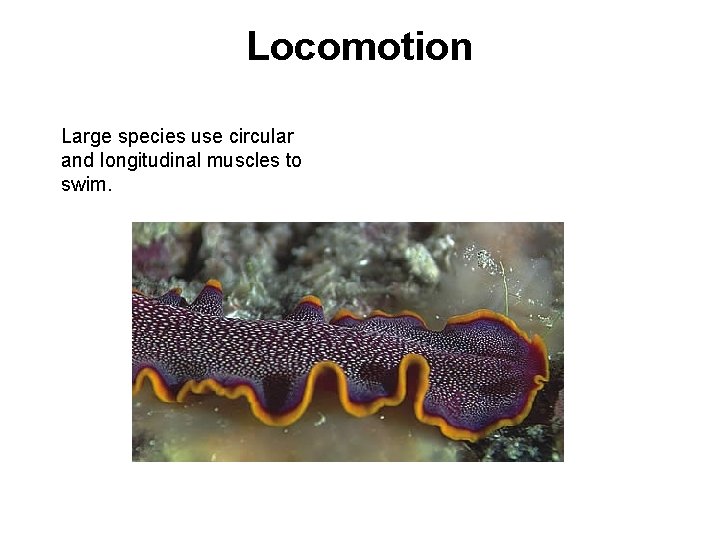 Locomotion Large species use circular and longitudinal muscles to swim. 