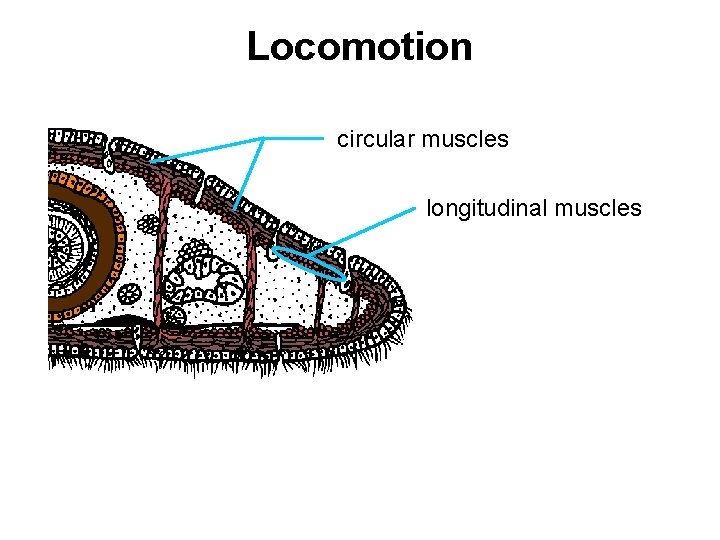 Locomotion circular muscles longitudinal muscles 