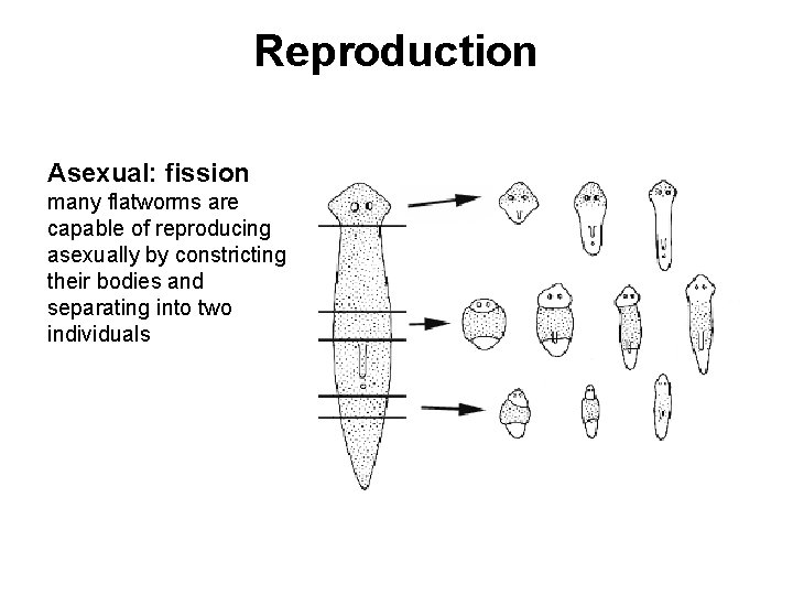 Reproduction Asexual: fission many flatworms are capable of reproducing asexually by constricting their bodies