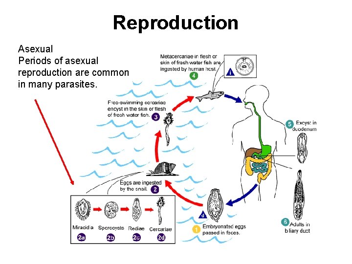 Reproduction Asexual Periods of asexual reproduction are common in many parasites. 