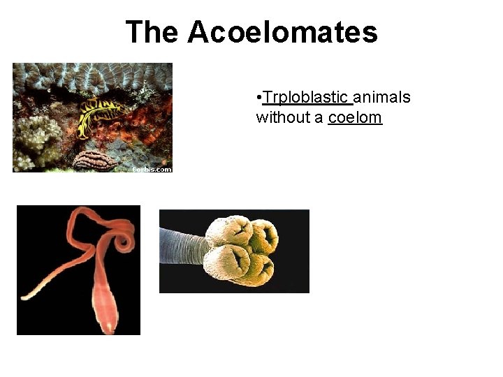The Acoelomates • Trploblastic animals without a coelom 