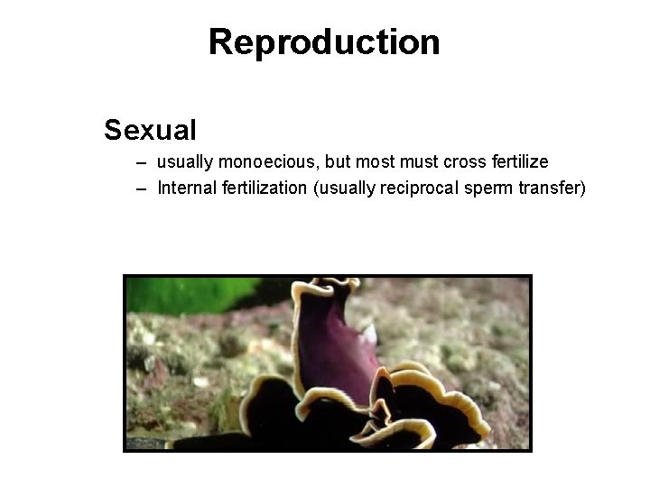 Reproduction Sexual – usually monoecious, but most must cross fertilize – Internal fertilization (usually