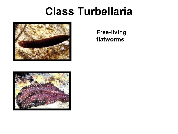 Class Turbellaria Free-living flatworms 
