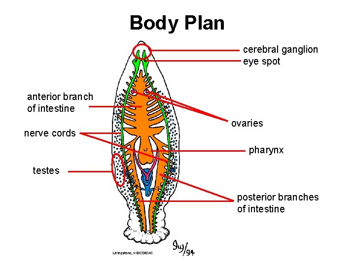 Body Plan cerebral ganglion eye spot anterior branch of intestine nerve cords ovaries pharynx