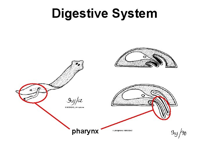 Digestive System pharynx 