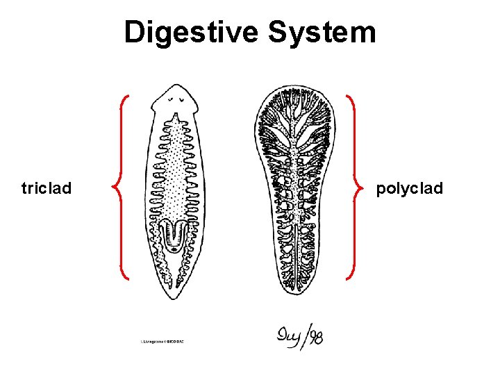Digestive System triclad polyclad 
