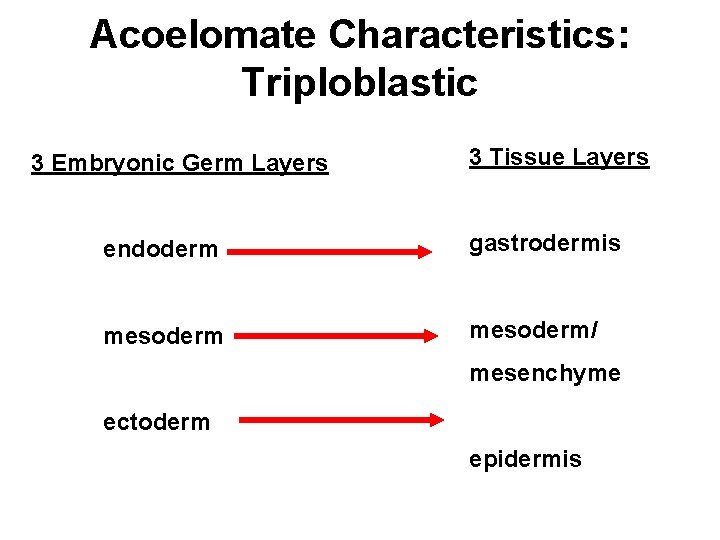 Acoelomate Characteristics: Triploblastic 3 Embryonic Germ Layers 3 Tissue Layers endoderm gastrodermis mesoderm/ mesenchyme