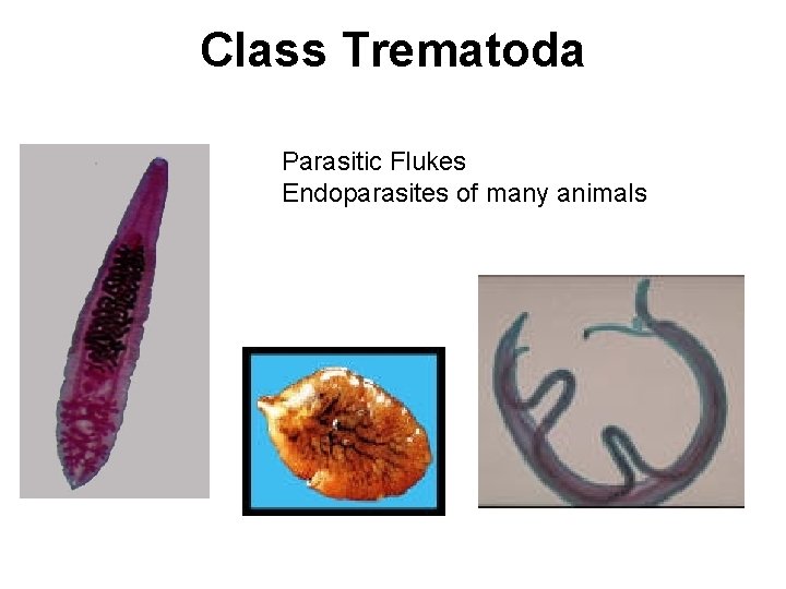 Class Trematoda Parasitic Flukes Endoparasites of many animals 