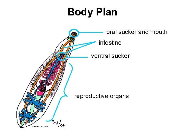Body Plan oral sucker and mouth intestine ventral sucker reproductive organs 