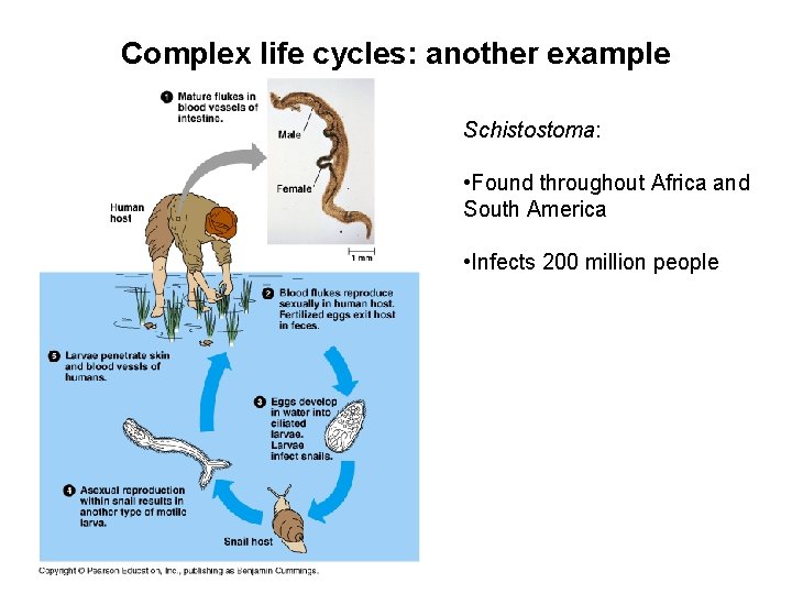 Complex life cycles: another example Schistostoma: • Found throughout Africa and South America •
