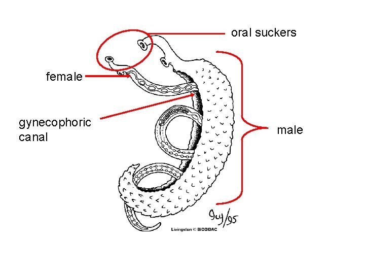 oral suckers female gynecophoric canal male 