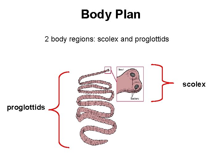 Body Plan 2 body regions: scolex and proglottids scolex proglottids 