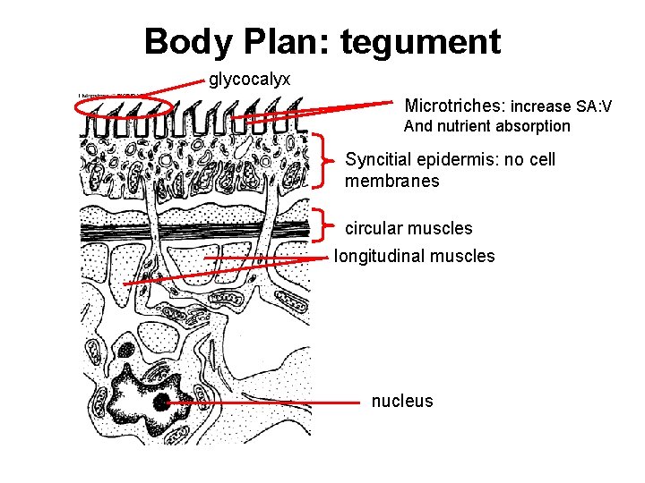 Body Plan: tegument glycocalyx Microtriches: increase SA: V And nutrient absorption Syncitial epidermis: no