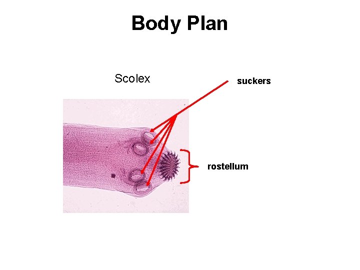 Body Plan Scolex suckers rostellum 