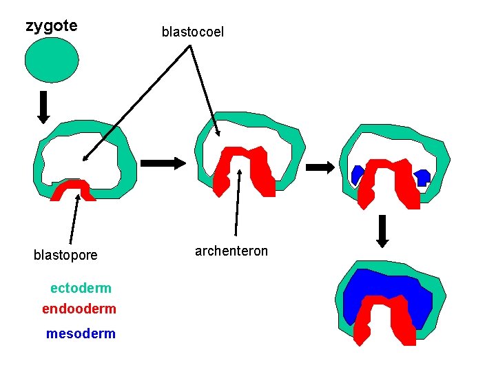 zygote blastopore ectoderm endooderm mesoderm blastocoel archenteron 