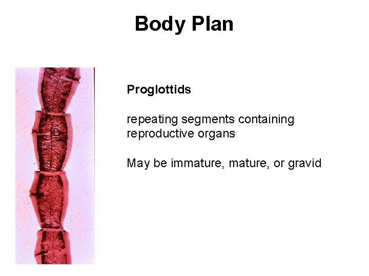 Body Plan Proglottids repeating segments containing reproductive organs May be immature, or gravid 