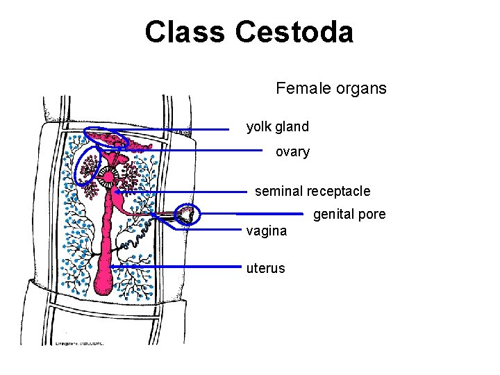 Class Cestoda Female organs yolk gland ovary seminal receptacle genital pore vagina uterus 