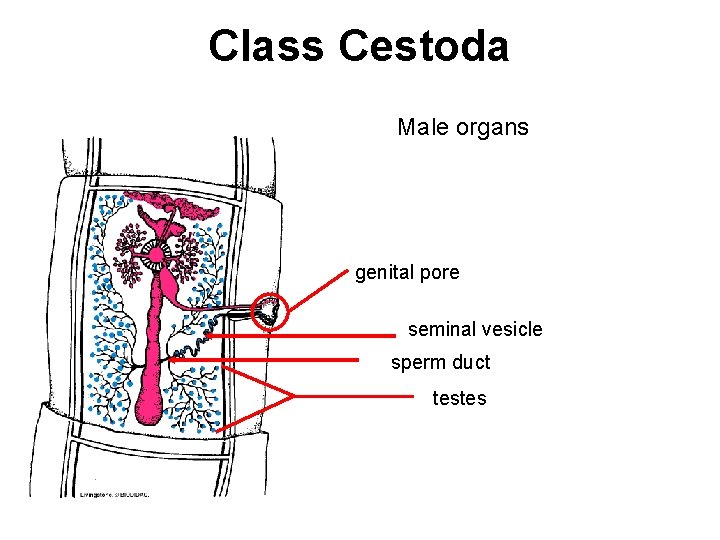 Class Cestoda Male organs genital pore seminal vesicle sperm duct testes 