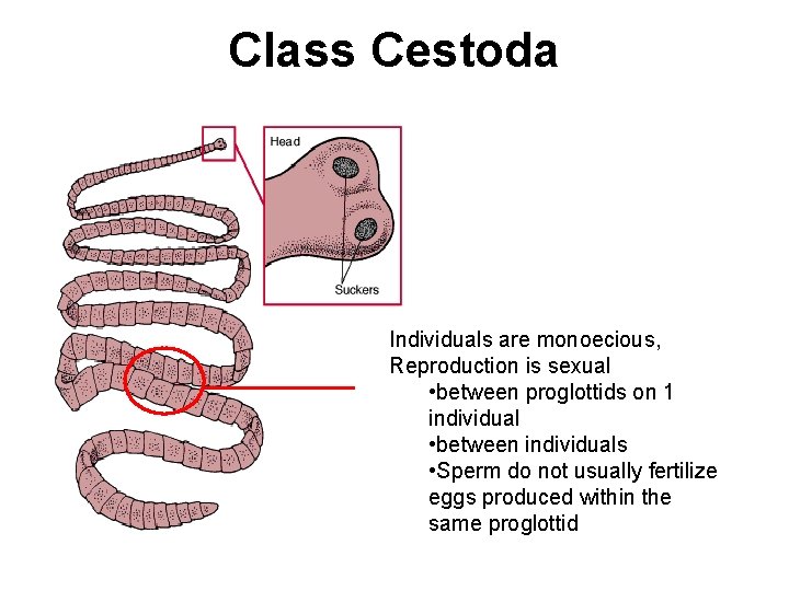 Class Cestoda Individuals are monoecious, Reproduction is sexual • between proglottids on 1 individual