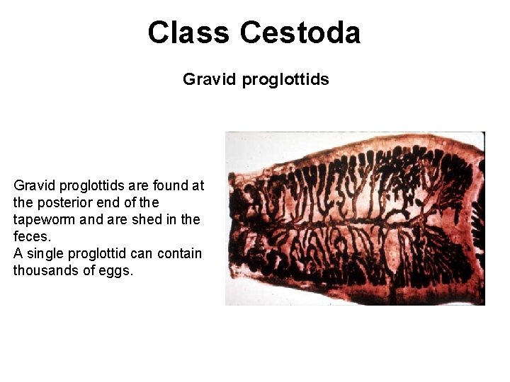 Class Cestoda Gravid proglottids are found at the posterior end of the tapeworm and