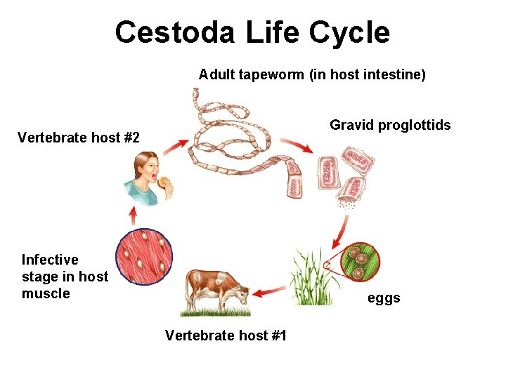 Cestoda Life Cycle Adult tapeworm (in host intestine) Gravid proglottids Vertebrate host #2 Infective