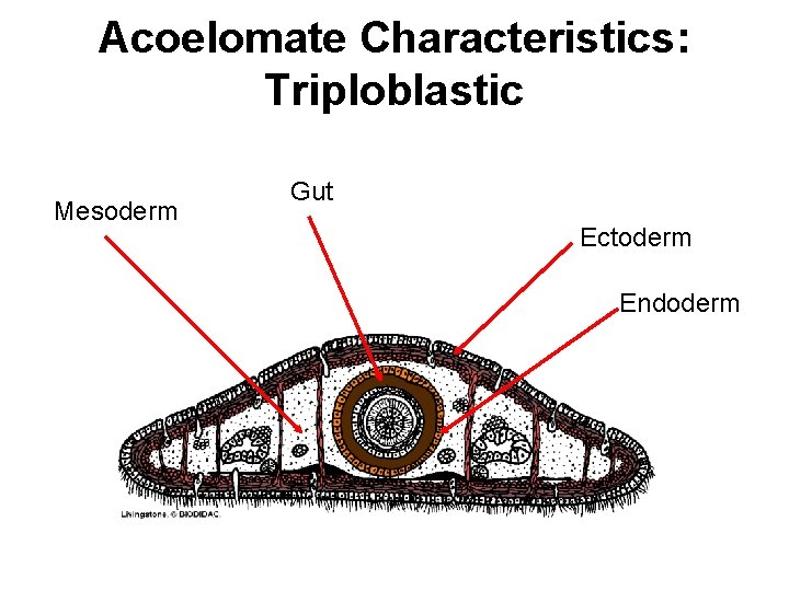 Acoelomate Characteristics: Triploblastic Mesoderm Gut Ectoderm Endoderm 